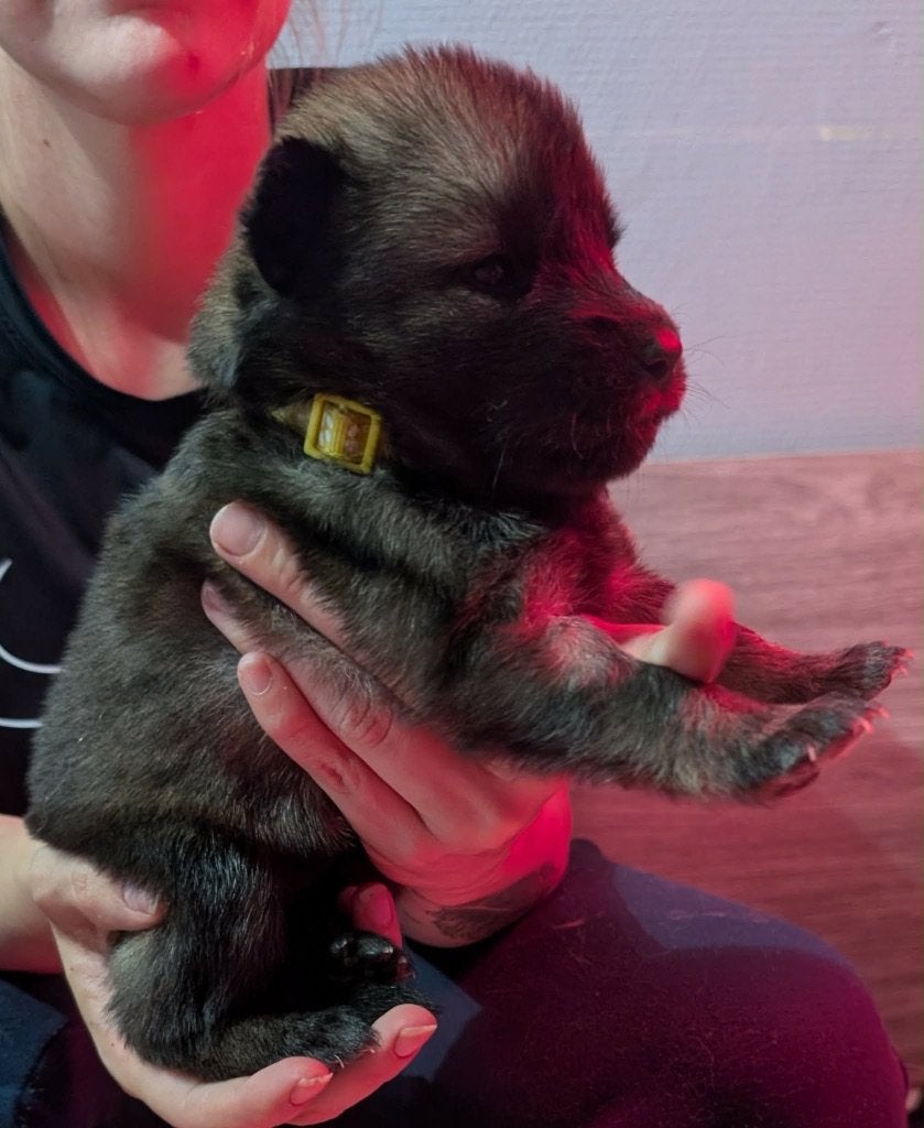 Chusky pups, België, Particulier, Overige rassen, 8 tot 15 weken