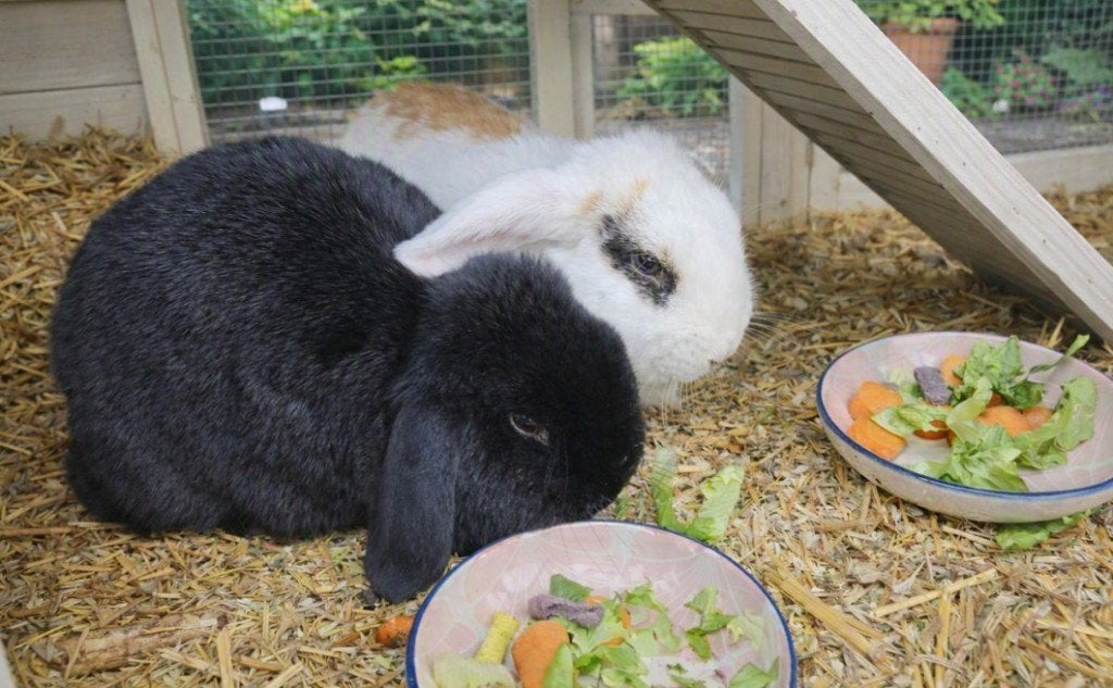 Elodie & Cayden zoeken samen een fijn nieuw thuis️, Meerdere dieren, Dwerg, Hangoor, 0 tot 2 jaar