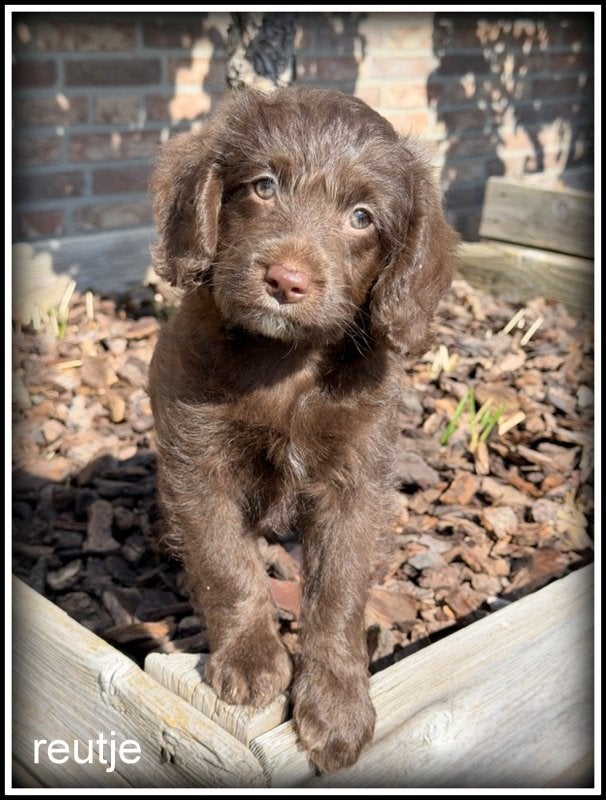 Boompoo pups. Boomer x Poedel middelslag, Nederland, Parvo, Overige rassen, 8 tot 15 weken