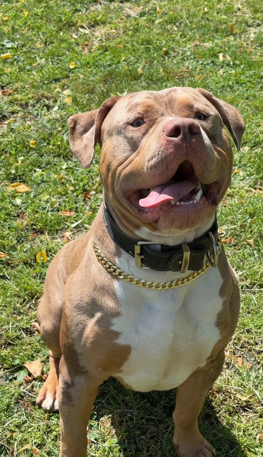 Tri Merle American Bully Xxl reu, Dieren en Toebehoren, Reu, 1 tot 2 jaar, Bulldog, Eén hond