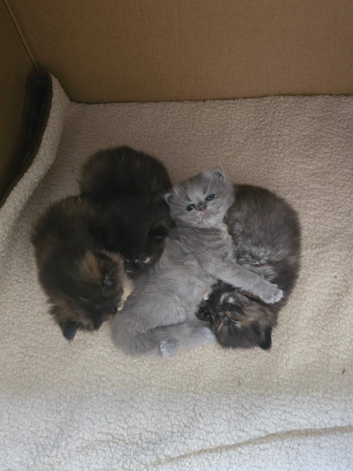 Ragdoll x Britse langhaar kittens, Dieren en Toebehoren, Katten en Kittens | Raskatten | Langhaar, Poes, Ontwormd, Ingeënt