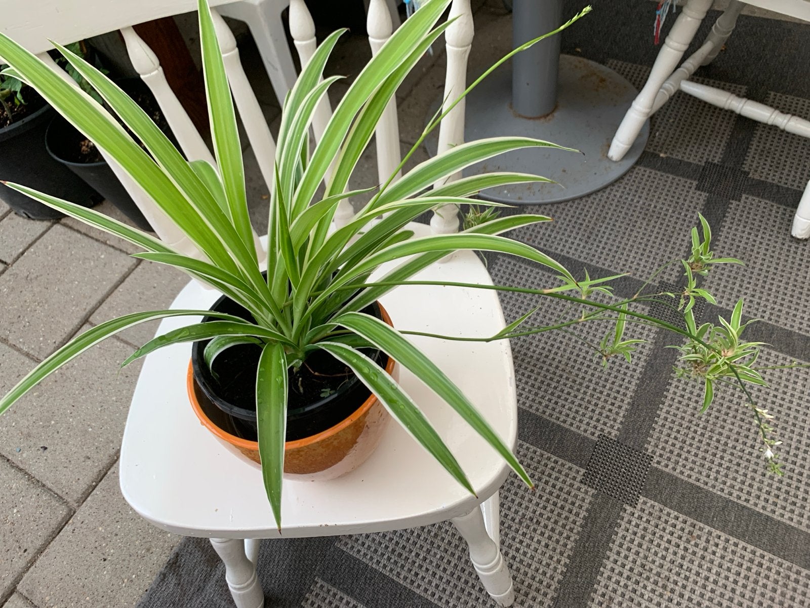 Graslelie (Chlorophytum) in pot, Ophalen, Overige soorten, Halfschaduw, In pot
