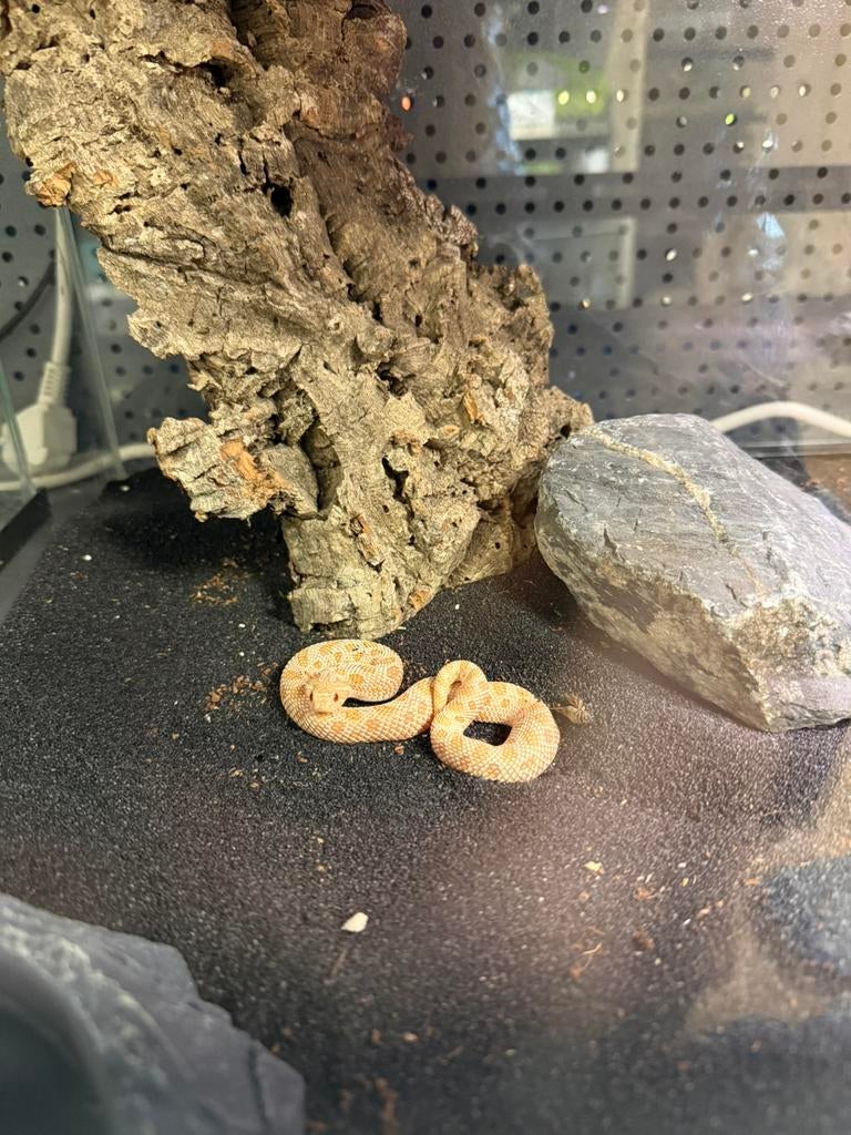Heterodon nasicus - haakneusslang albino conda, Dieren en Toebehoren, Reptielen en Amfibieën, Slang, 0 tot 2 jaar