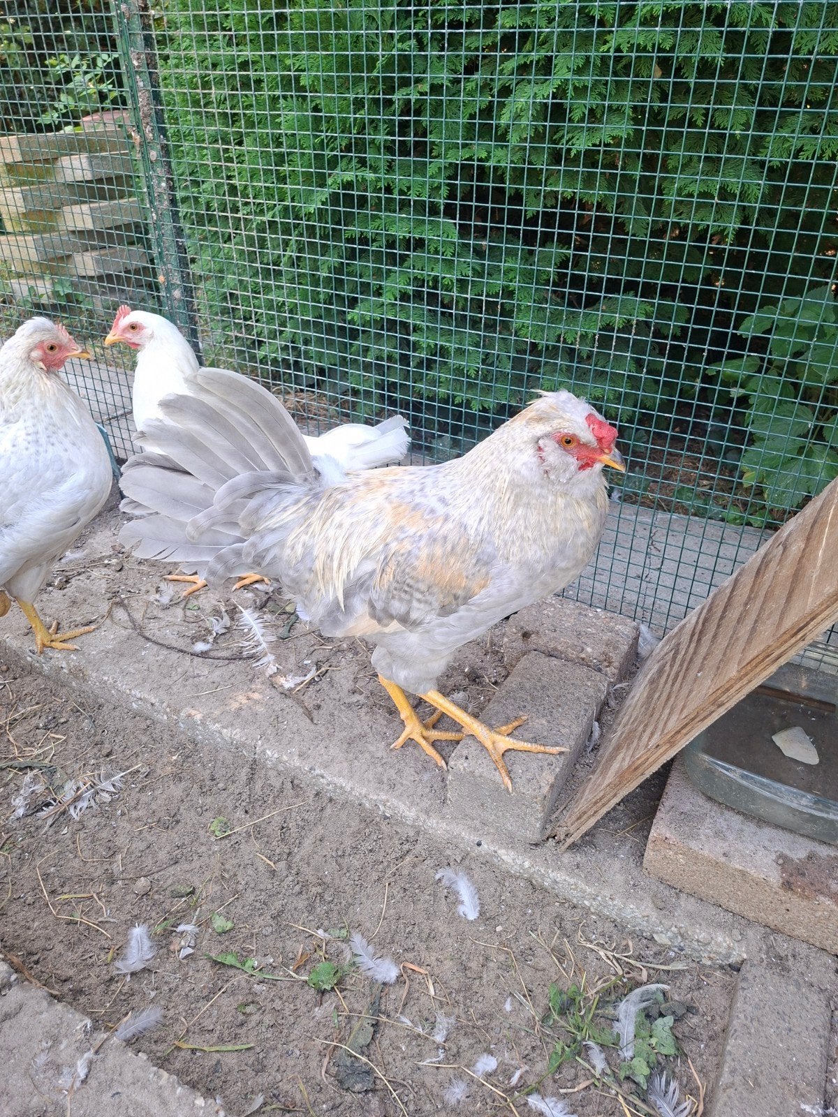 Haan ameraucana, Dieren en Toebehoren, Pluimvee, Mannelijk, Kip