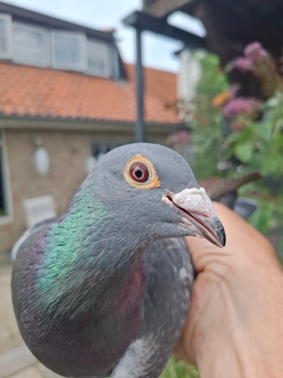 prachtige doffer postduif, Dieren en Toebehoren, Mannelijk, Postduif