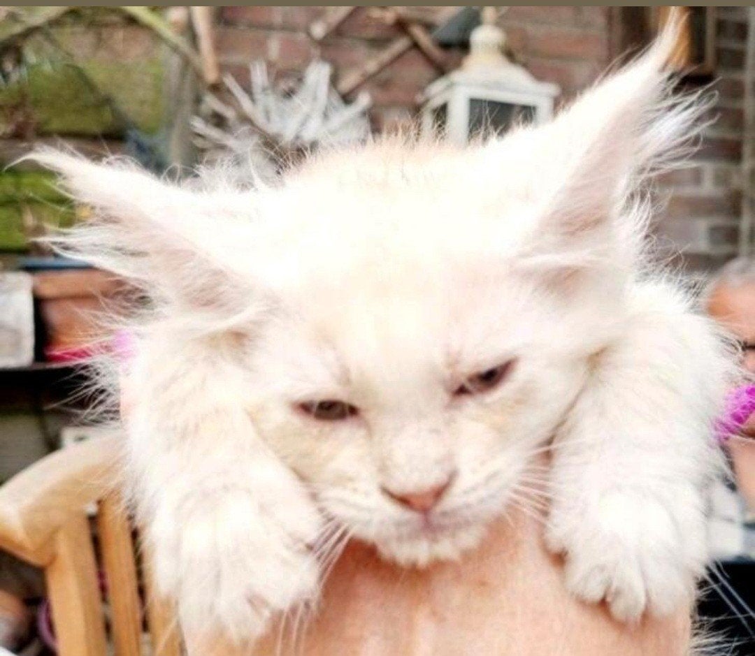 XXL Maine Coon Rus DEKKATER SilverSmoke GetestVriendelykReus