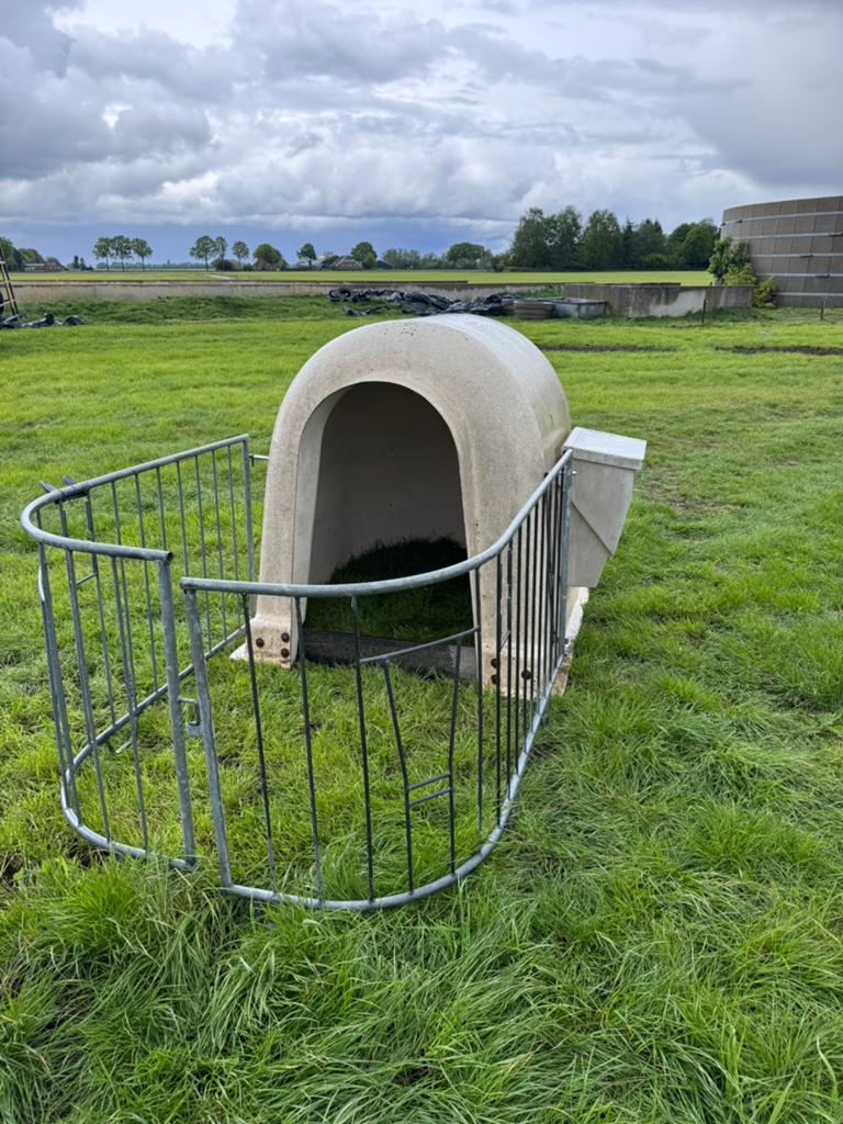 Iglo - kalverhok, Weidegang
