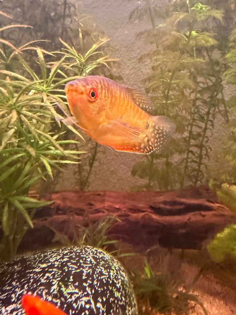 Mooie gourami ( man), Dieren en Toebehoren, Vissen | Aquariumvissen, Vis