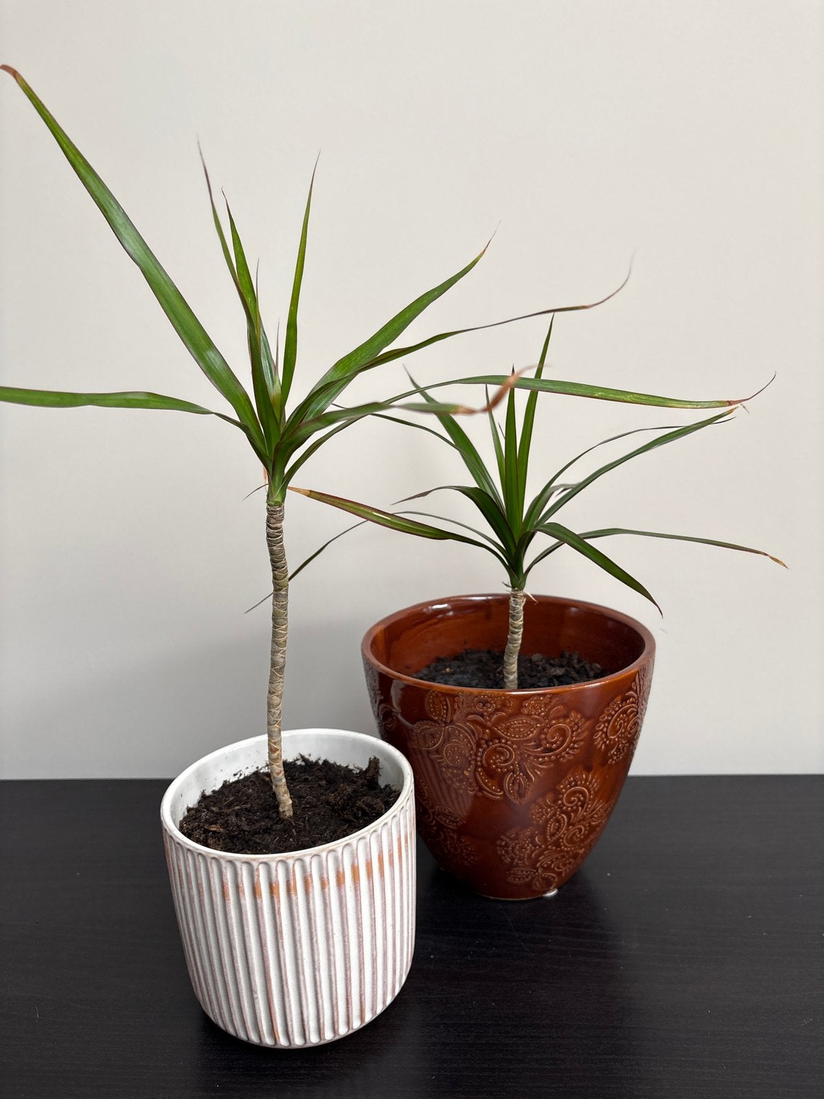 Dracaena planten in pot, Ophalen, Overige soorten, Halfschaduw, In pot