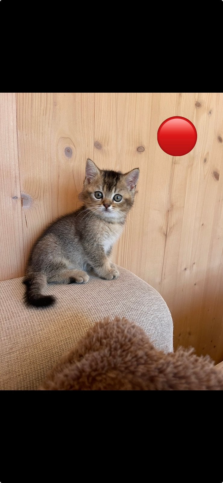 Britse korthaar kittens, Dieren en Toebehoren, Katten en Kittens | Raskatten | Korthaar, Meerdere dieren, Ontwormd, 0 tot 2 jaar
