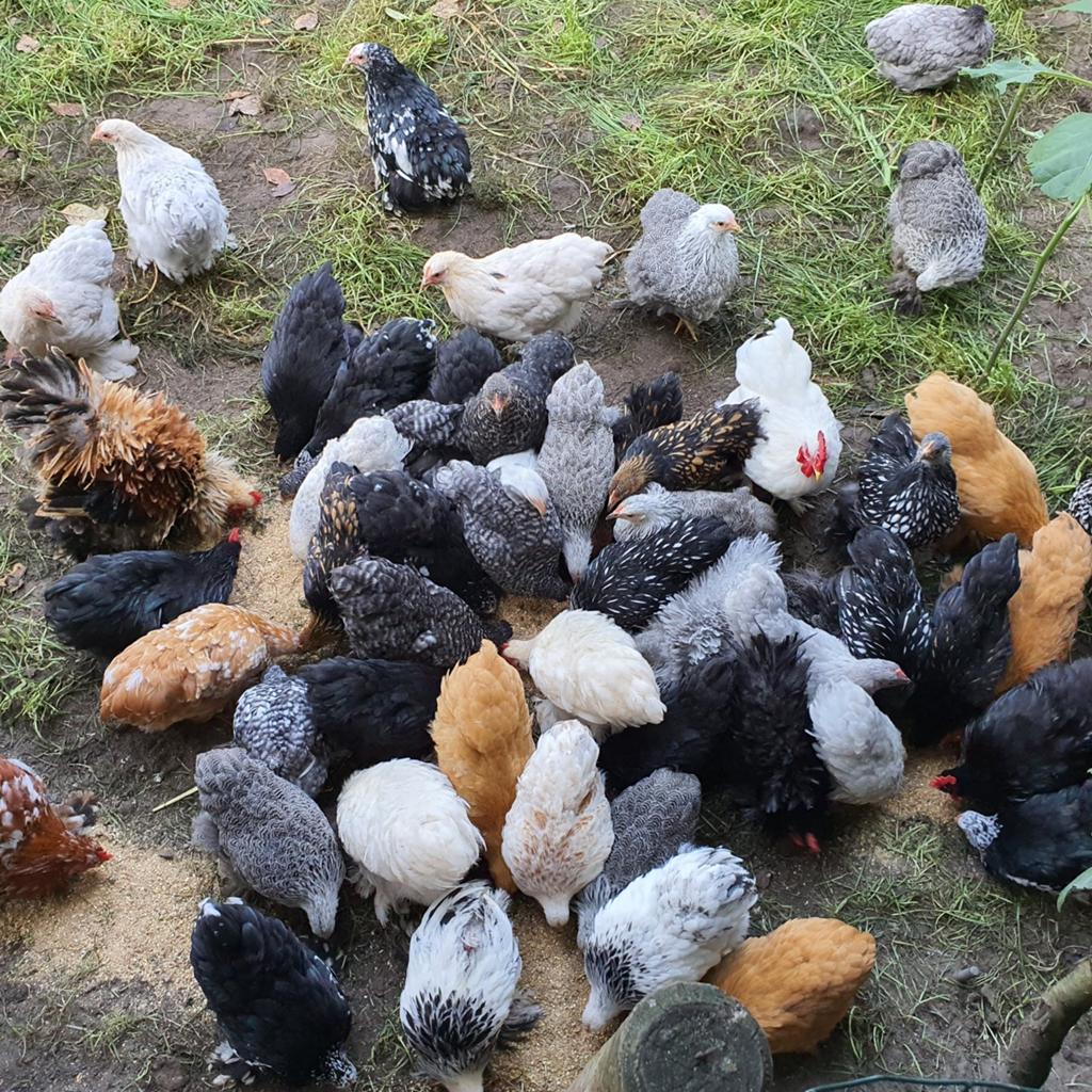 Prachtige Tamme Cochin kriel kipjes in veel kleurtjes ❤🐔, Dieren en Toebehoren, Pluimvee, Vrouwelijk, Kip