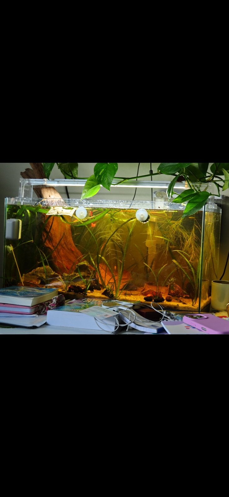 Leeg aquarium, Ophalen, Zo goed als nieuw, Leeg aquarium