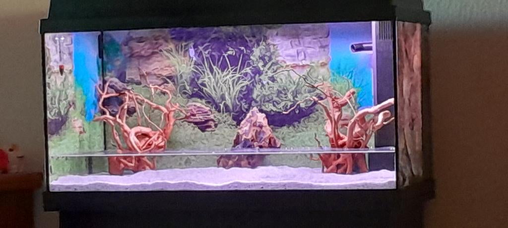 Te koop aquarium., Ophalen, Gebruikt, Inclusief vissen, Gevuld zoetwateraquarium