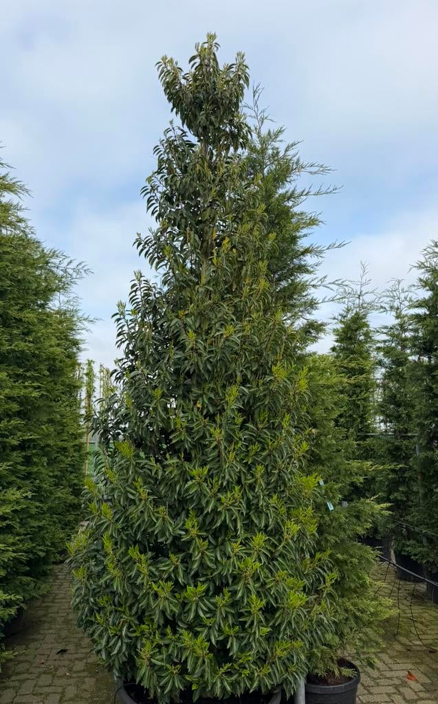 Prunus ‘Angustifolia’ 250-300 Kegel, Overige soorten, 250 tot 400 cm, Zomer, Ophalen