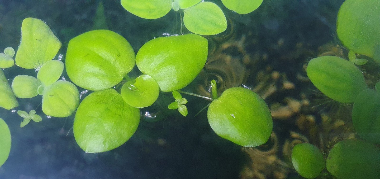 Limnobium laevigatum – Amazone kikkerbeet, Dieren en Toebehoren, Vissen | Aquaria en Toebehoren, Ophalen, Nieuw, Plant(en), Steen of Hout