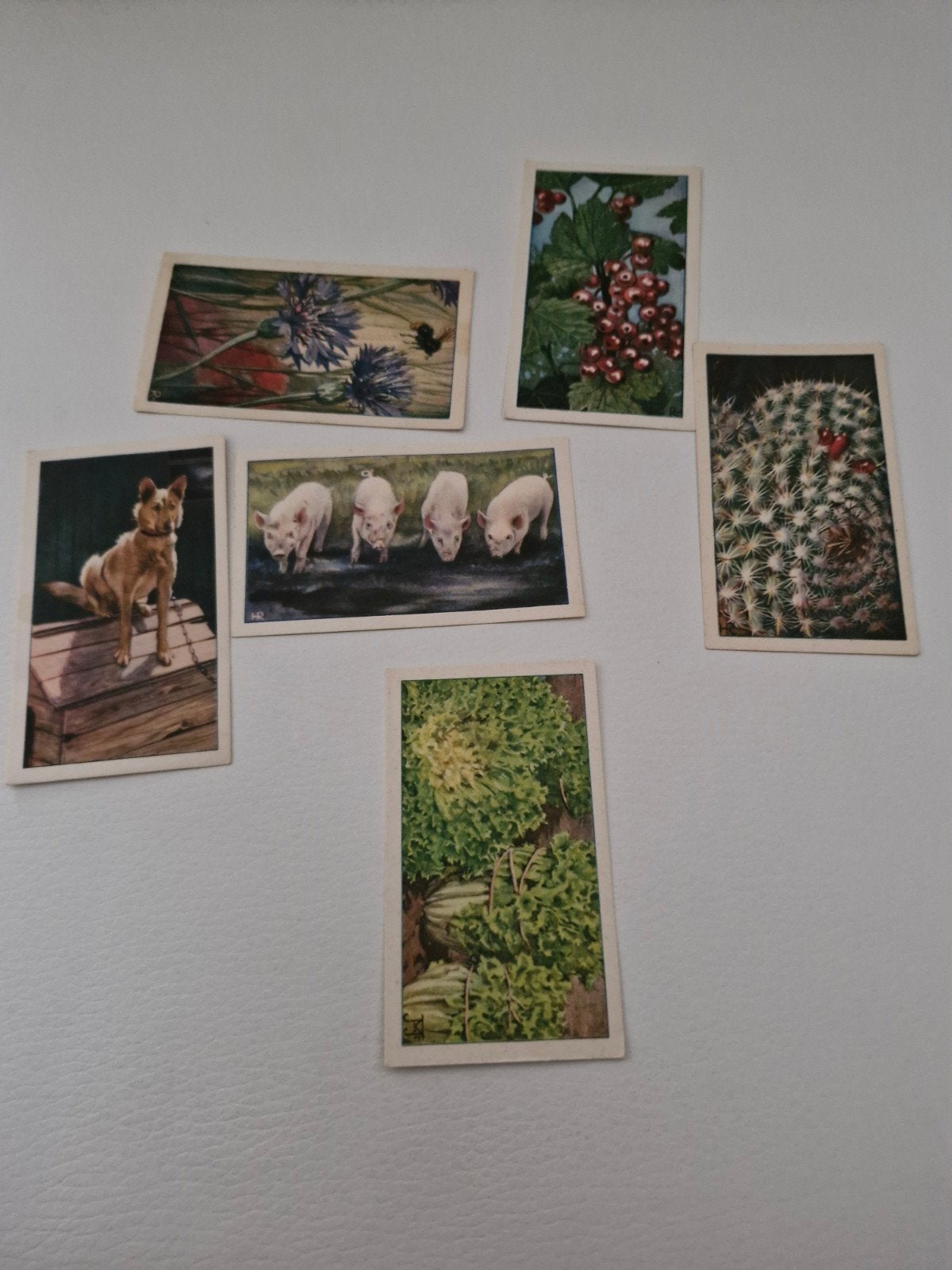 Verkade Album Plaatjes en Bijbehorende Teksten, Ophalen of Verzenden, Gebruikt, Stickers en Plaatjes