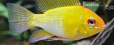 Microgeophagus ramirezi, Dieren en Toebehoren, Vissen | Aquariumvissen, Vis