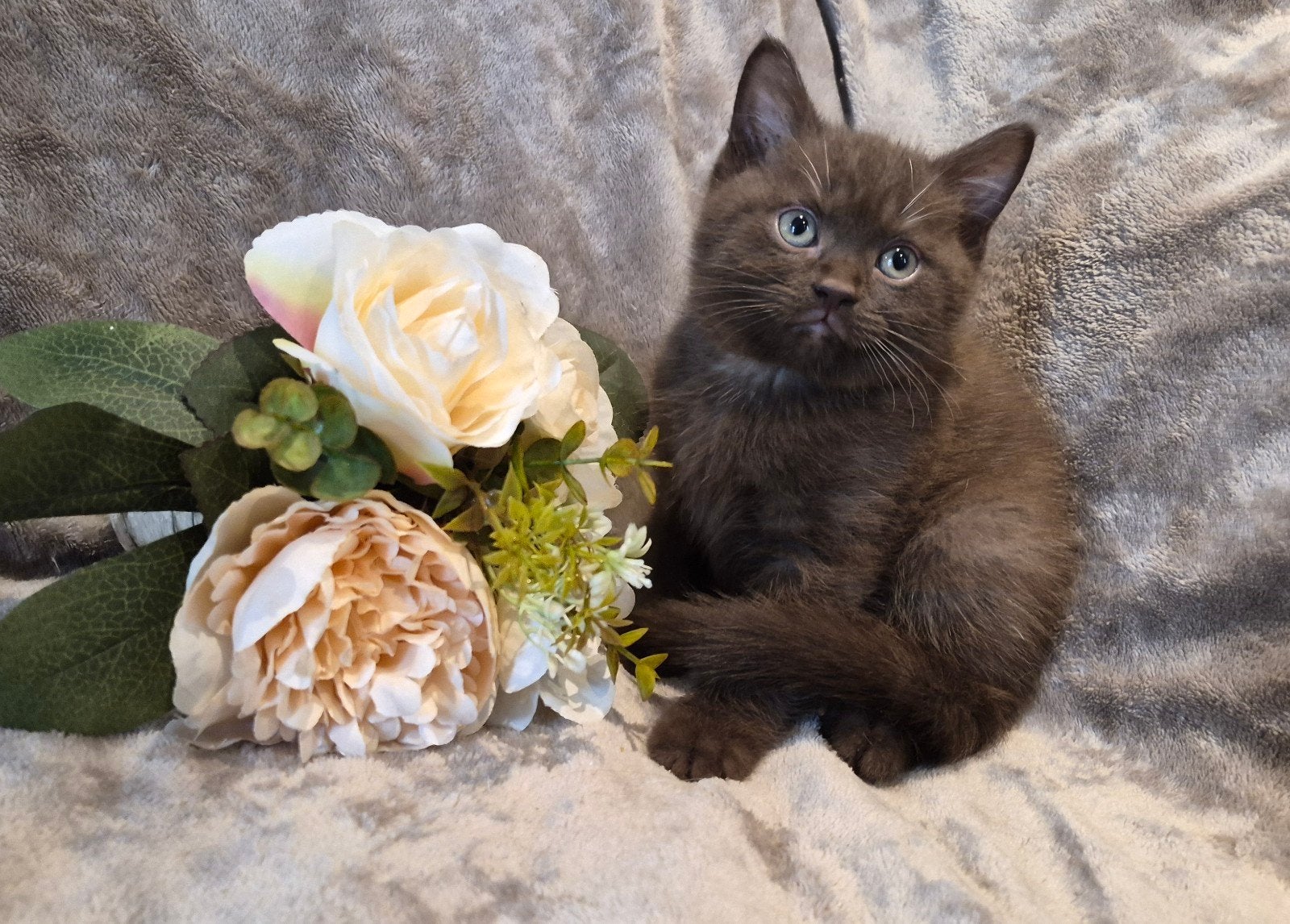 britse korthaar kittens mogen na nieuw huisje, Meerdere dieren
