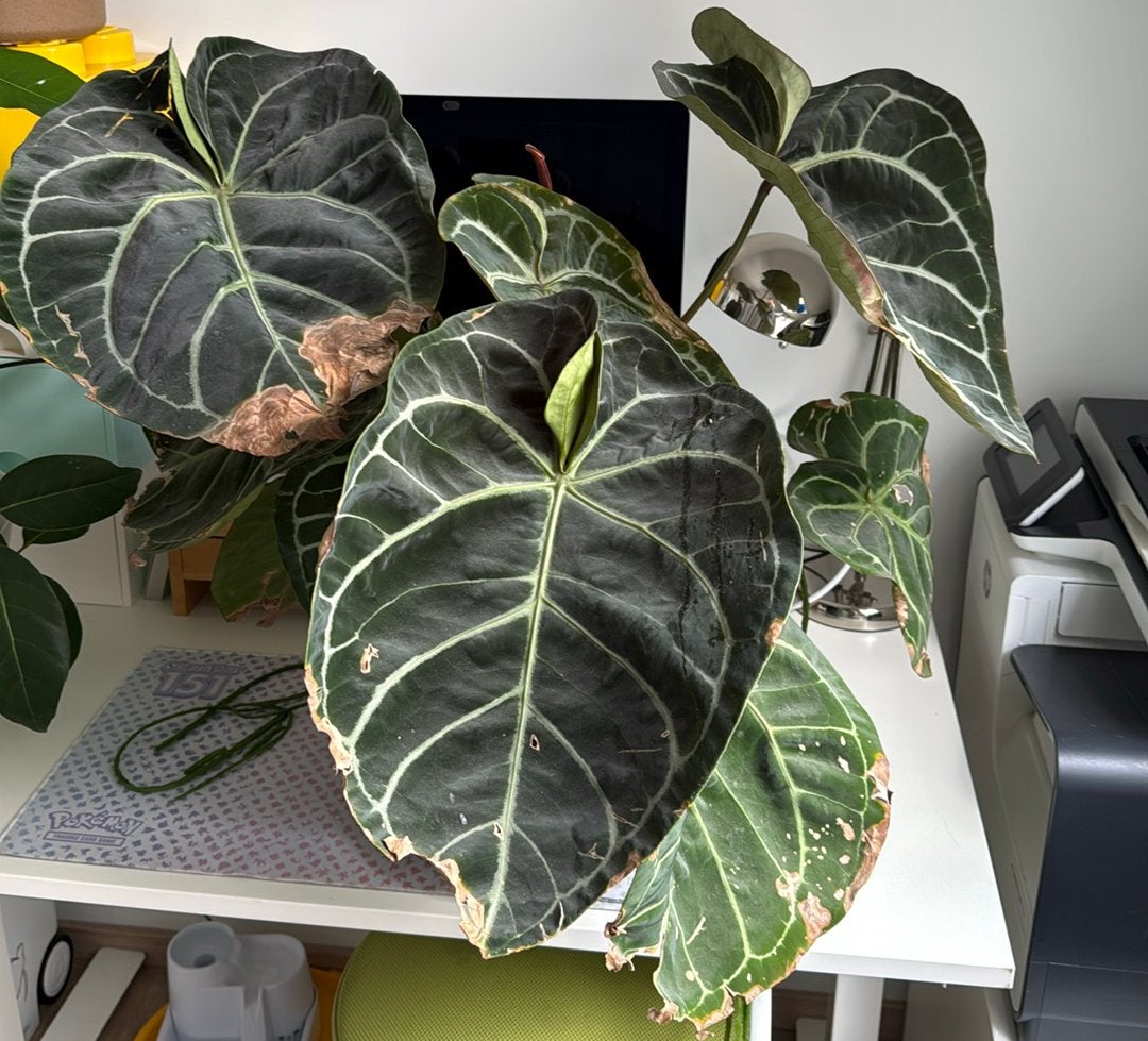 Grote anthurium Crystallinum X, Bloeiende kamerplant, Ophalen, Halfschaduw, Minder dan 100 cm