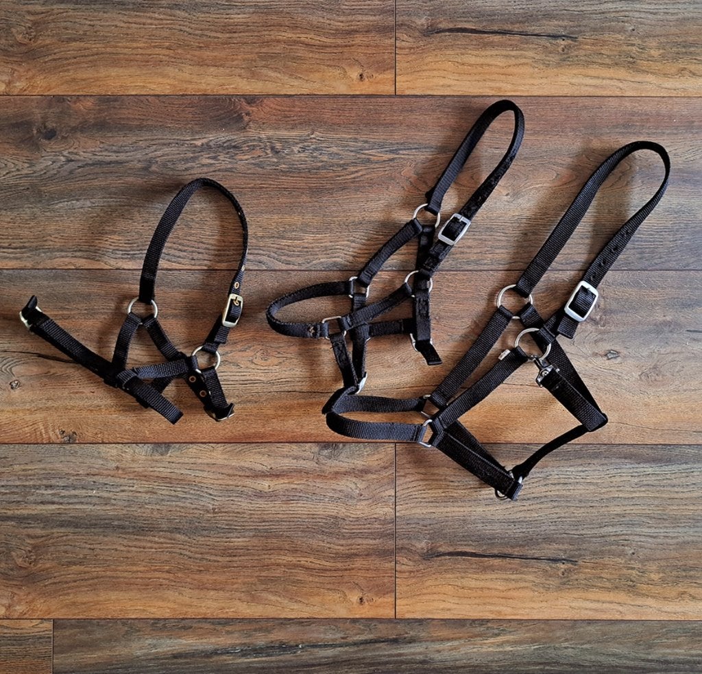 hoofdstel, Gebruikt, Recreatie, Zwart, Halster