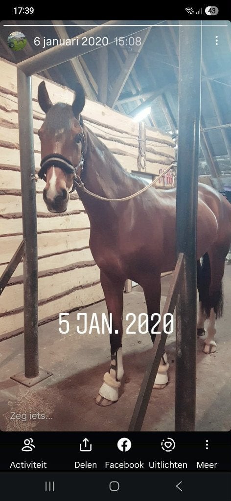 poetsplaat paal voor paarden, Dieren en Toebehoren, Ophalen, Gebruikt