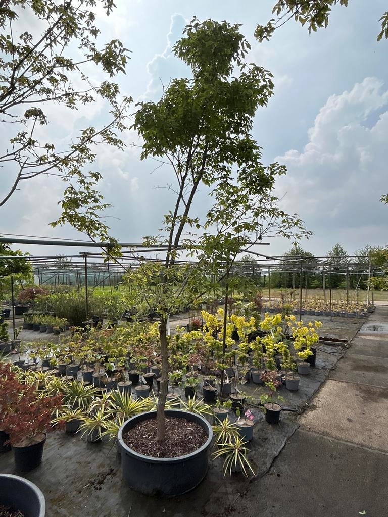 Acer Griseum - Papierbast Esdoorn in pot, Tuin en Terras, Planten | Bomen, Bloeit niet, Overige soorten, 250 tot 400 cm, Ophalen