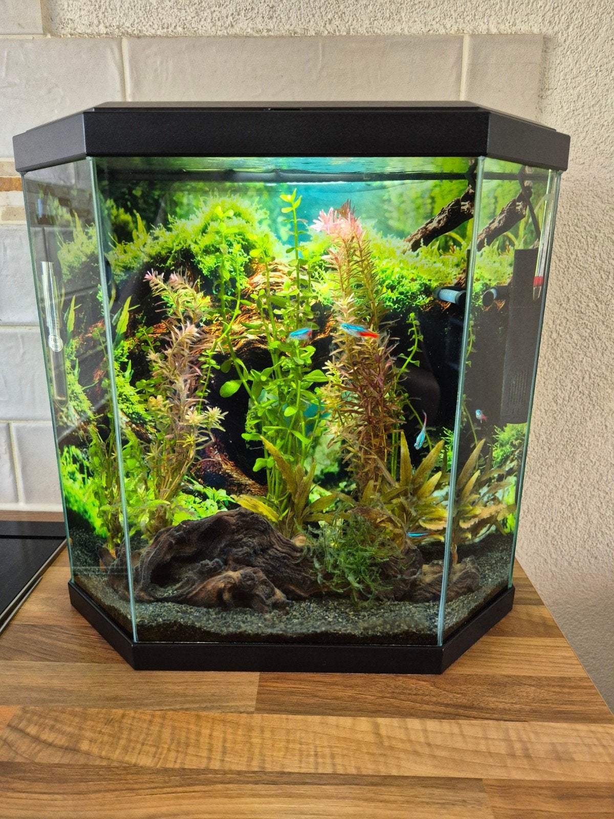 aquarium mooi hoog model, Ophalen, Zo goed als nieuw