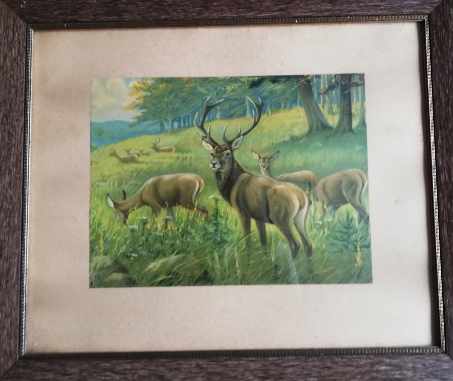 Hertebok met hindes. Gekaderd. Ca 1900/1930. 68/57 cm., Ophalen, Gebruikt, Achter glas, Papier/karton