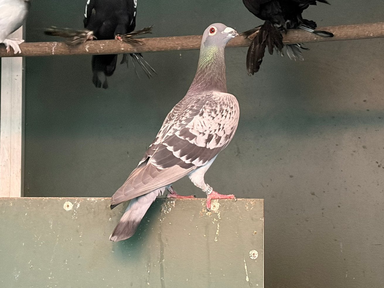 Postduif, Dieren en Toebehoren, Vogels | Duiven, Postduif, Geslacht onbekend
