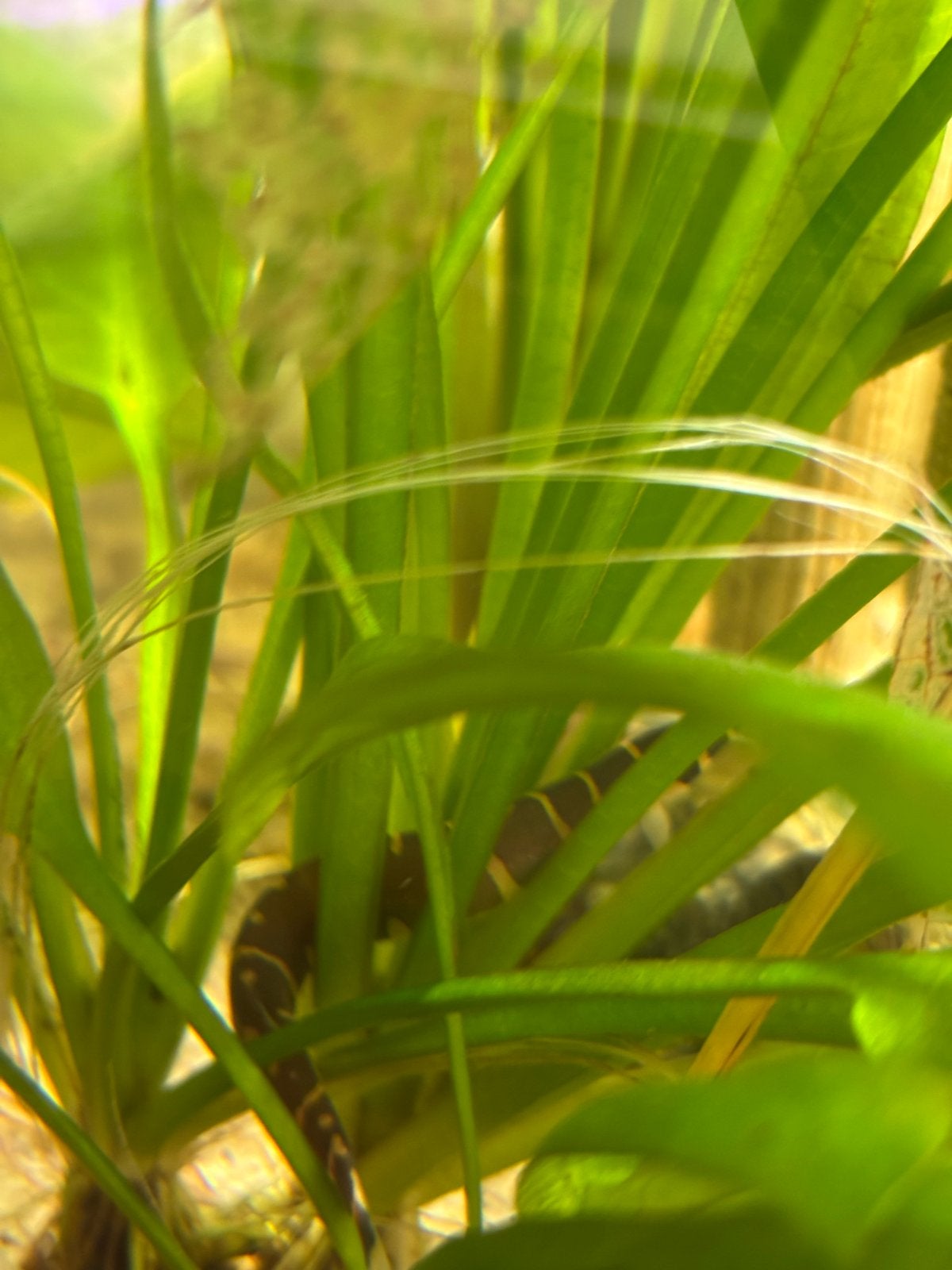 Foto 4 van Aquarium 60L all inclusive