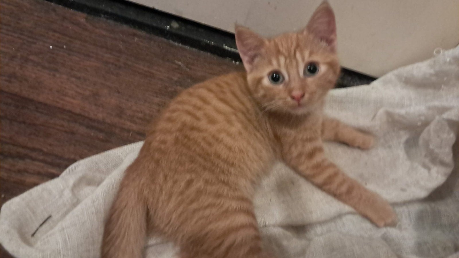 Kittens, Poes, 0 tot 2 jaar