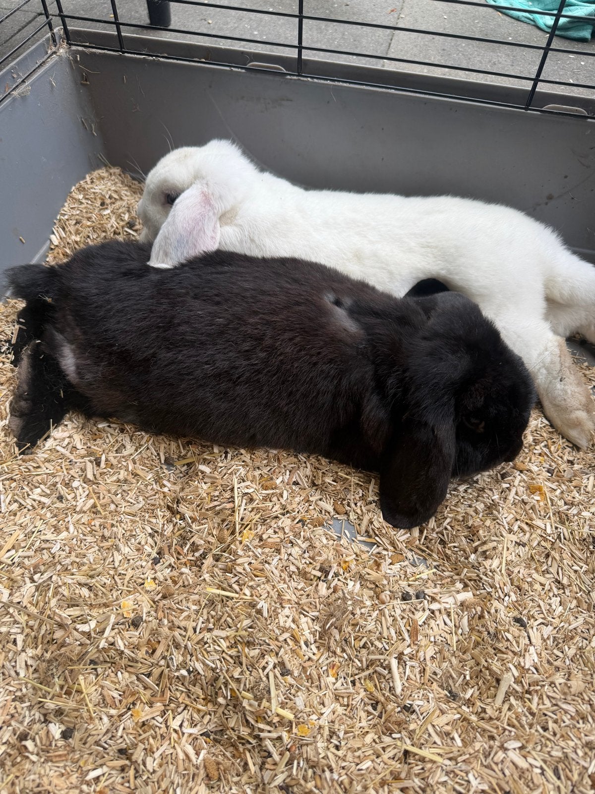 2 lieve konijnen en een binnenhok, Dieren en Toebehoren, Konijnen, Meerdere dieren