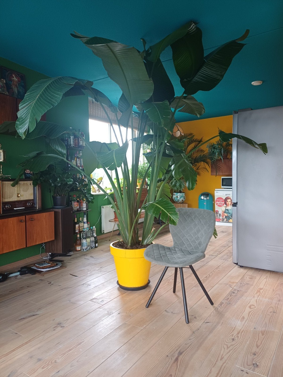 Grote Strelitzia, Huis en Inrichting, Kamerplanten, Ophalen, Halfschaduw, 200 cm of meer
