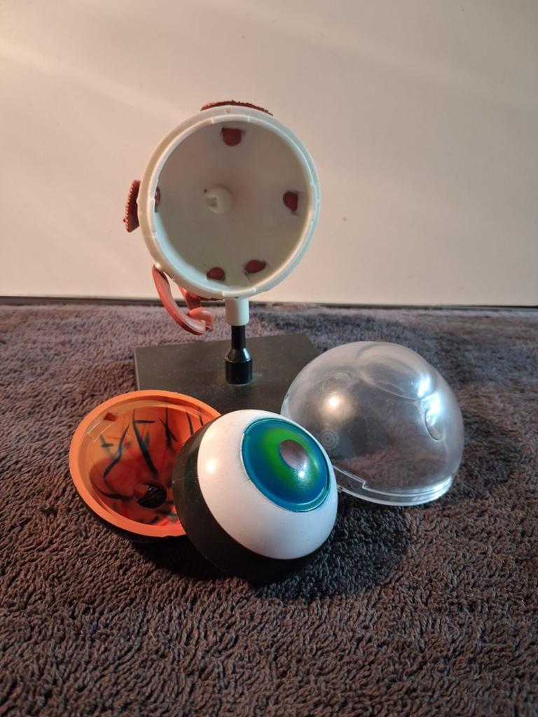 Anatomisch model oog, Ophalen of Verzenden