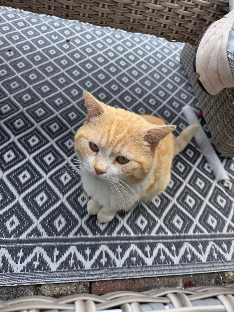 Lieve rode kater zoekt huis, Kater
