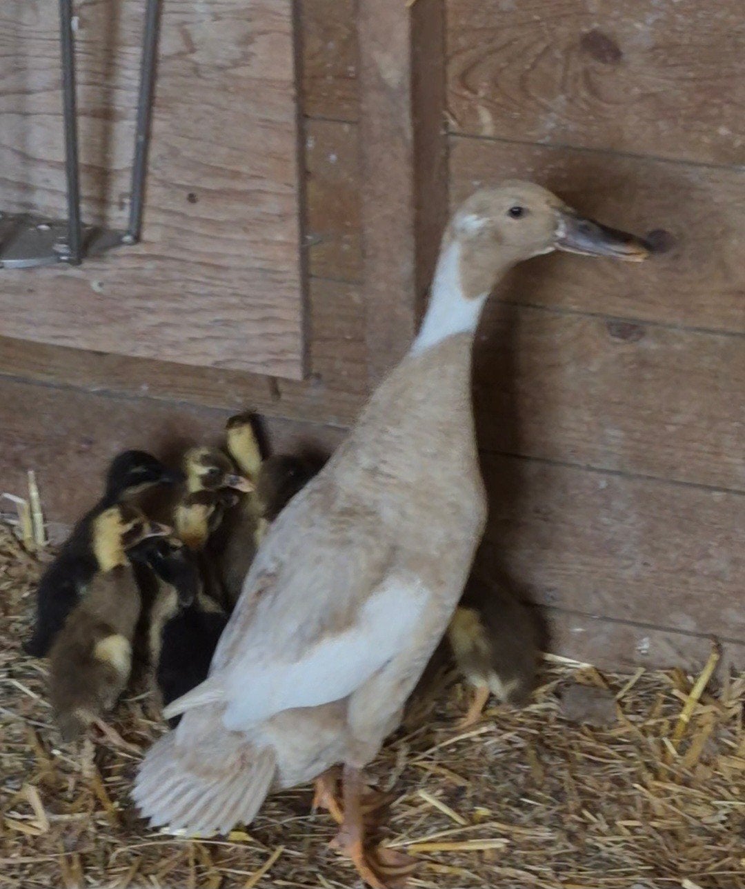 Loopeenden te koop, Dieren en Toebehoren, Meerdere dieren