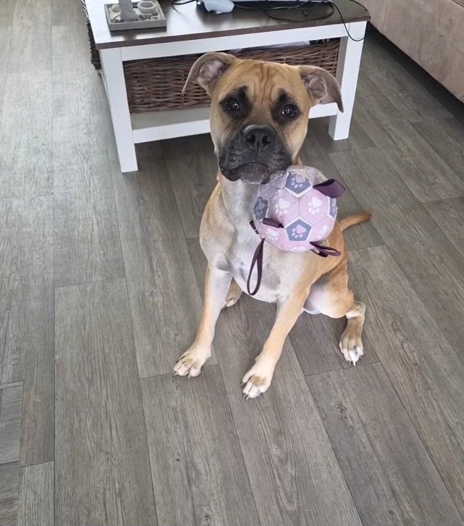 am stafford x bull mastiff, Reu, 1 tot 2 jaar, American Staffordshire Terriër, Eén hond