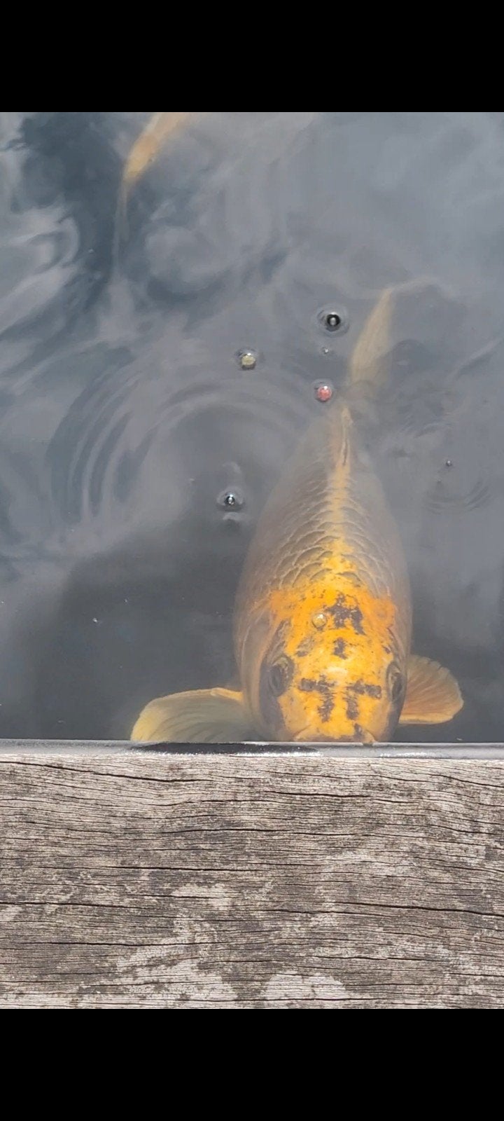 gratis stuk of 4 a5 ghost koi te koop en een witte, Karper of Koi