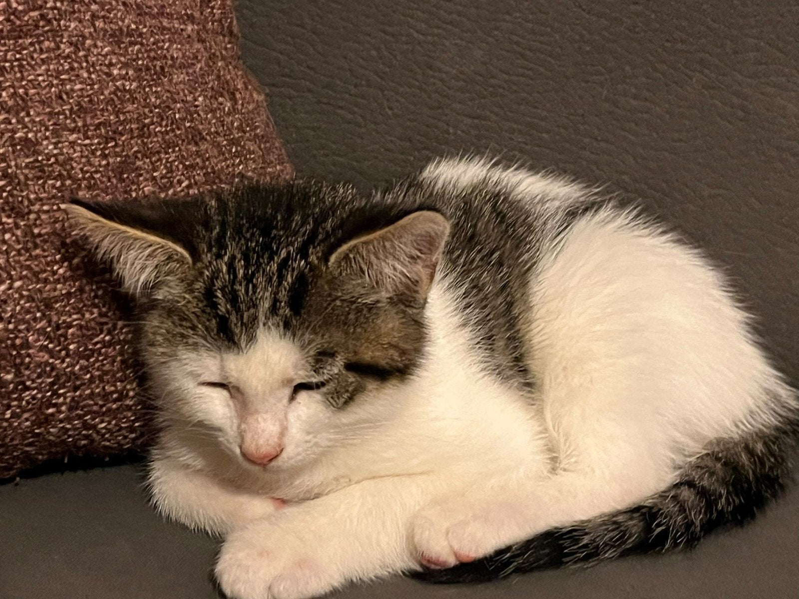 Lieve kittens, Meerdere dieren, Kortharig, 0 tot 2 jaar