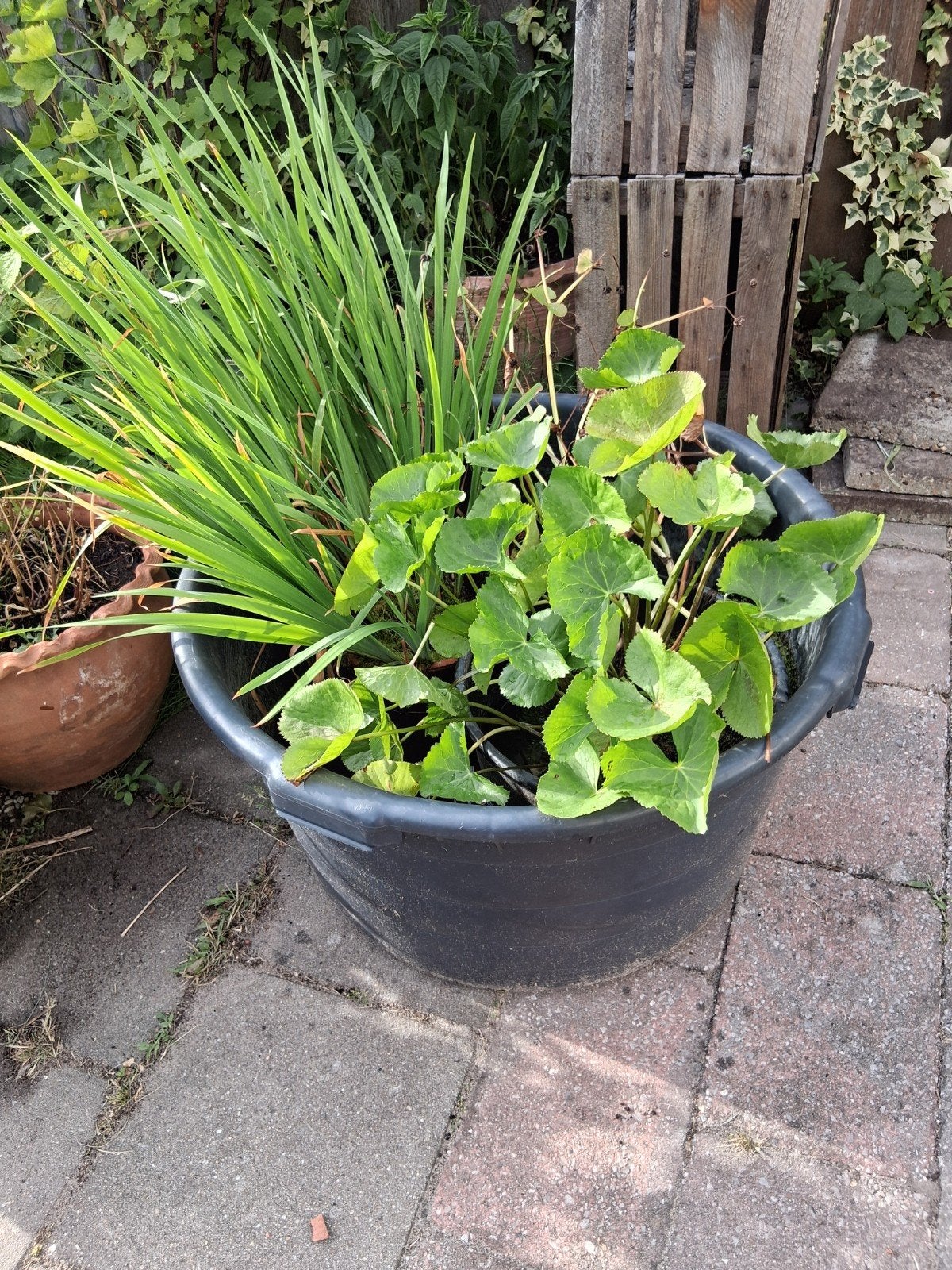 Kleine vijver met waterplanten, Tuin en Terras, Ophalen, Gebruikt