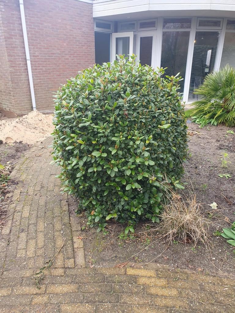 Indiase meidoorn struik, Ophalen of Verzenden, Overige soorten, Minder dan 100 cm