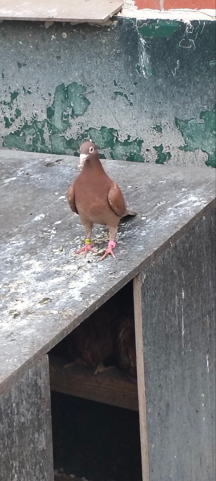 te koop kleurpostduif duivin., Dieren en Toebehoren, Vrouwelijk, Postduif
