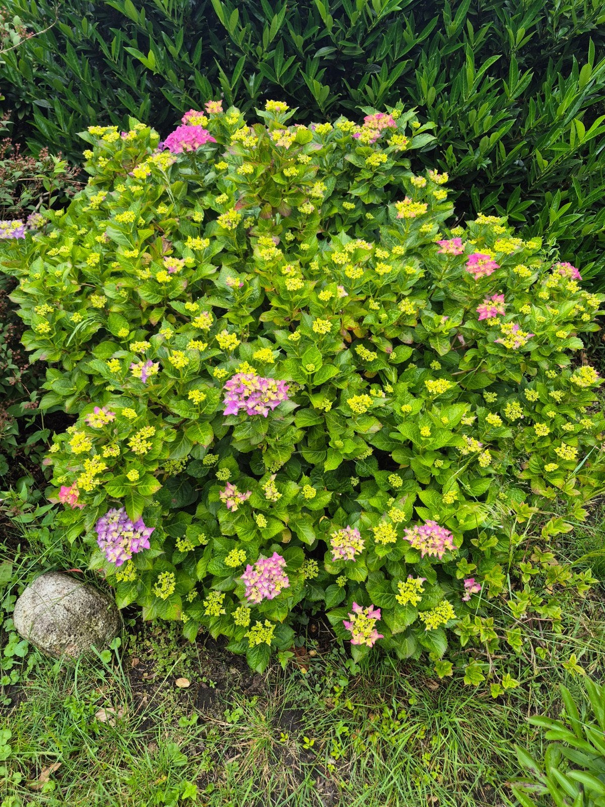 Grote hortensia, Tuin en Terras, Planten | Tuinplanten, Ophalen, Overige soorten, Halfschaduw