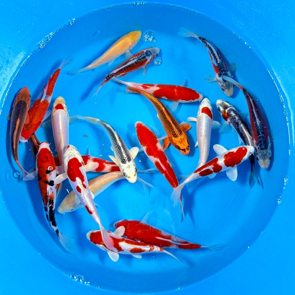 Zaterdag open. Ruim aanbod Japanse koi, Dieren en Toebehoren, Vissen | Vijvervissen, Karper of Koi