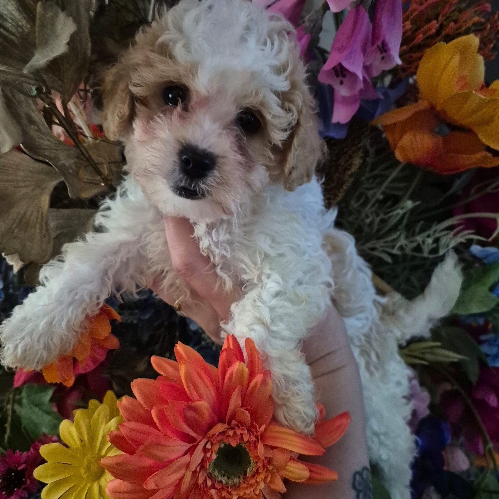 kleine maltipoo pups  wij mogen verhuizen, Dieren en Toebehoren, CDV (hondenziekte), 8 tot 15 weken, Eén hond, Nederland