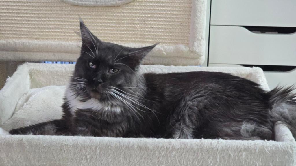 Dekkater Black Smoke Maine Coon, Kater, Met stamboom