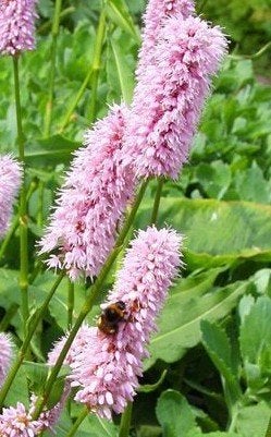 Zaden Persicaria bistorta 'Superba', Ophalen of Verzenden, Zaad