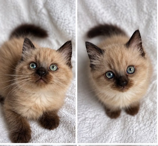 Ragdoll kitten Sealpoint Chocolate, Meerdere dieren, Gechipt, 0 tot 2 jaar