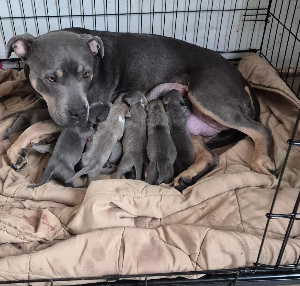 Blue pitbulls pups te koop, 8 tot 15 weken, American Staffordshire Terriër, Meerdere, Meerdere dieren