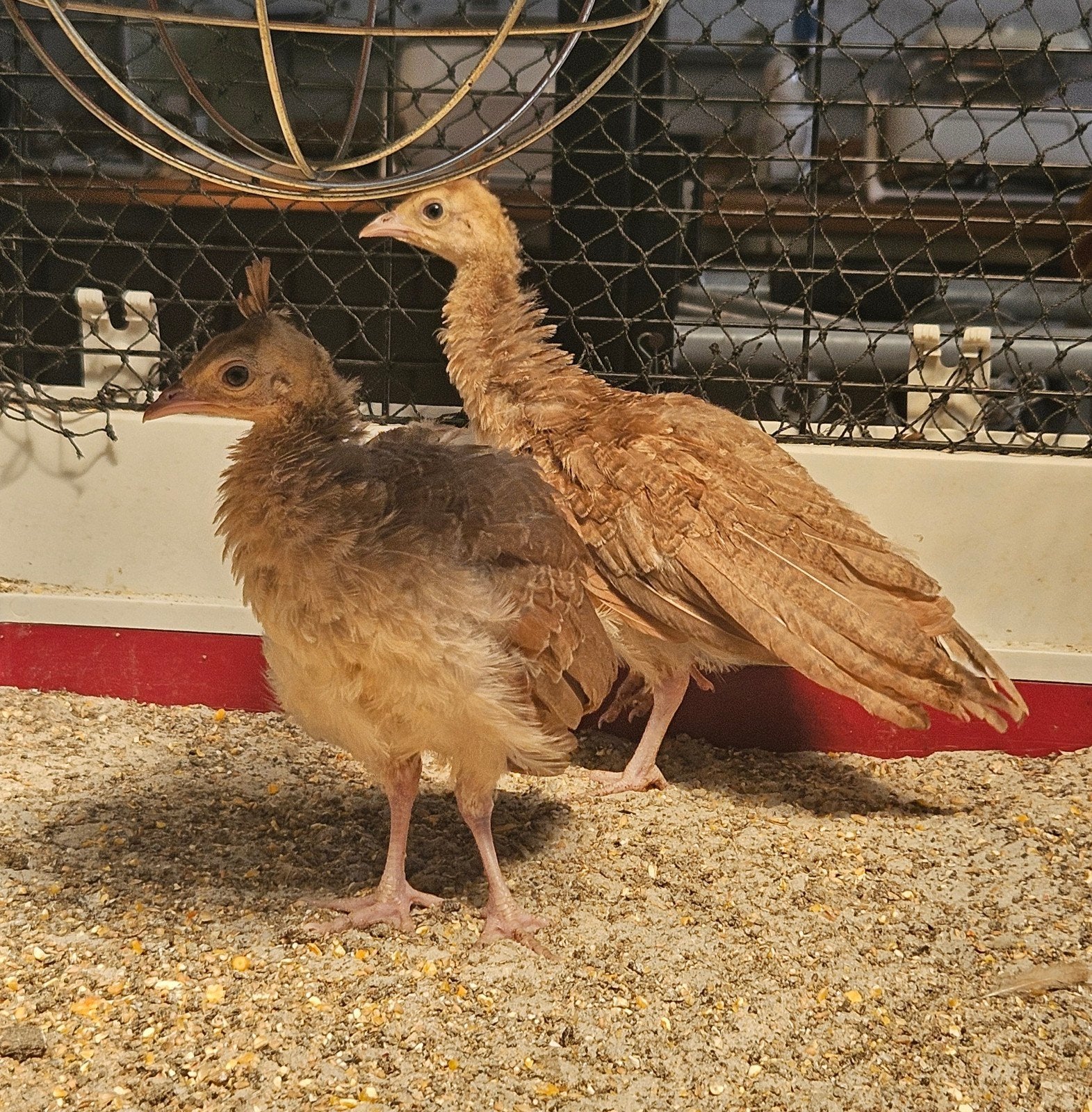 Violet pauw kuikens 2 hanen!, Geslacht onbekend, Kip